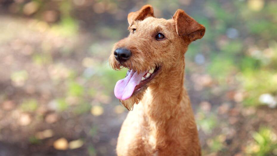 Irish Terrier Dog Breed Information Purina